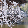 春の奈良公園 #2
