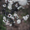 京都府植物園 ＃9