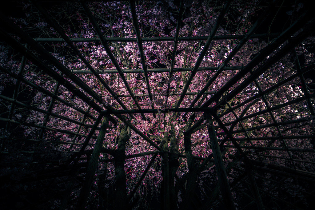 東寺 桜ライトアップ2