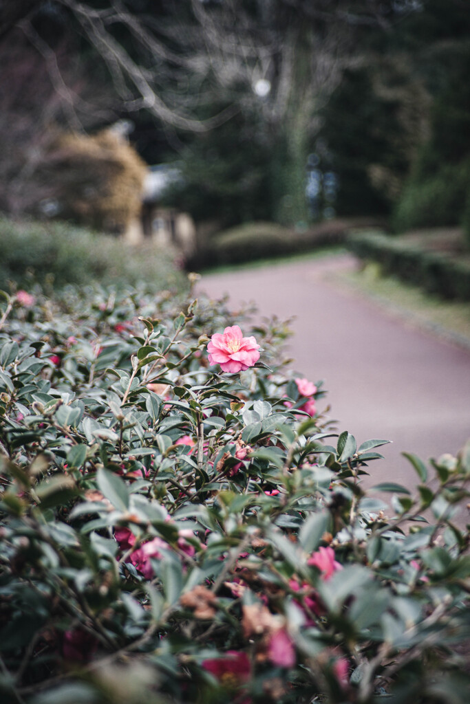 京都府植物園 ＃3