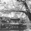 春の奈良公園 #10