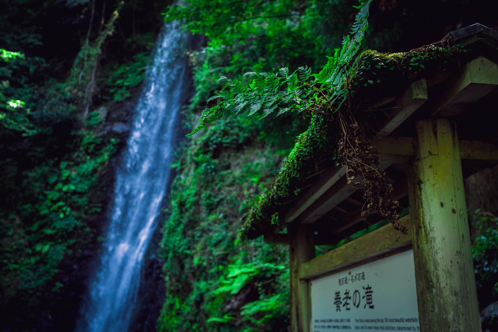 養老の滝4