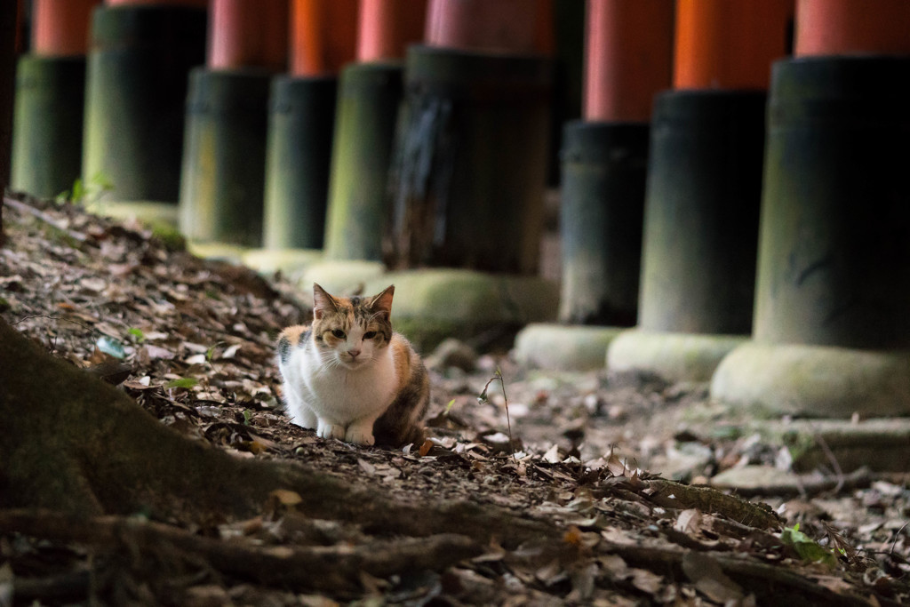 猫と鳥居 PART2