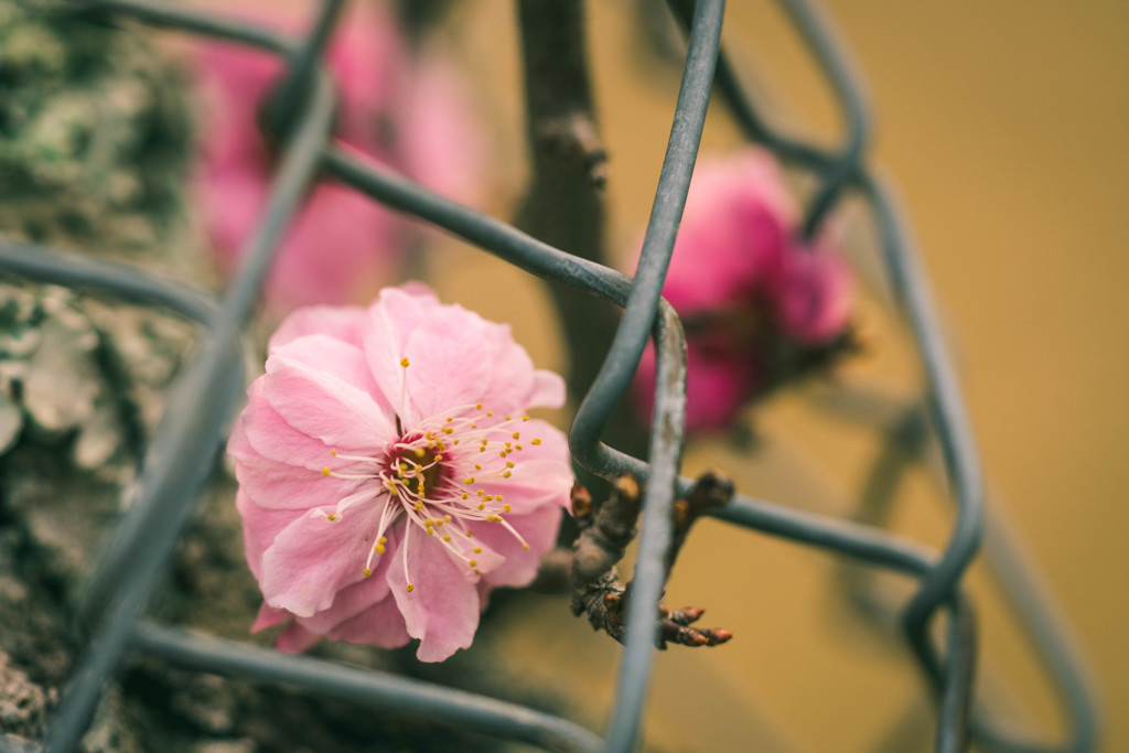 桃の花