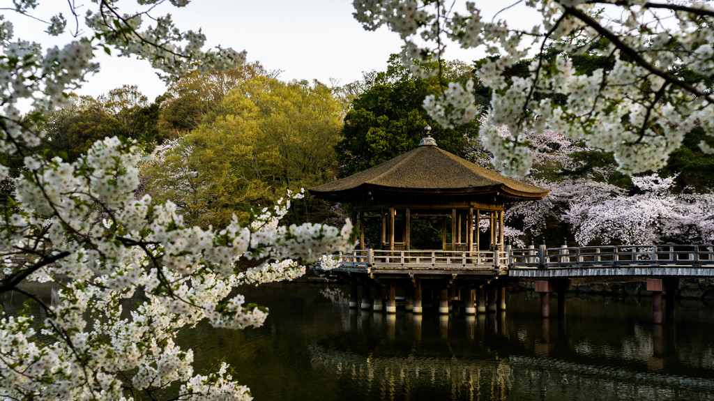 浮見堂と桜2