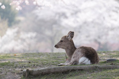 春の奈良公園 #7