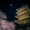 東寺 桜ライトアップ1