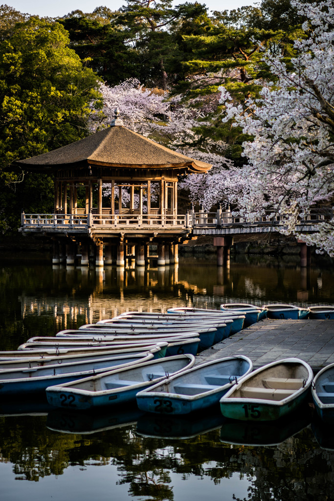 浮見堂と桜4
