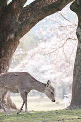 春の奈良公園 #6