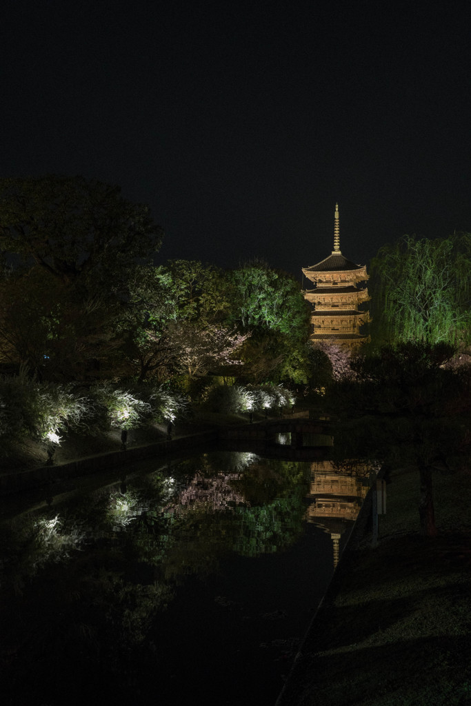 東寺 桜ライトアップ5