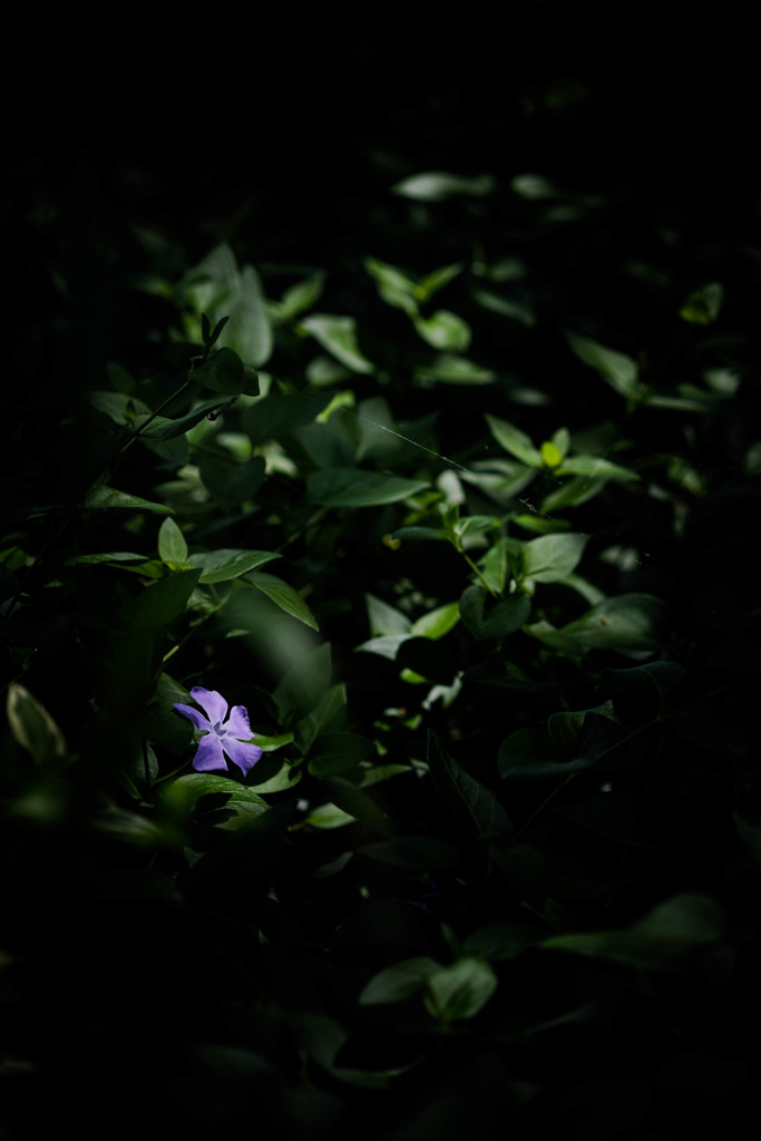 西京極 ＃2