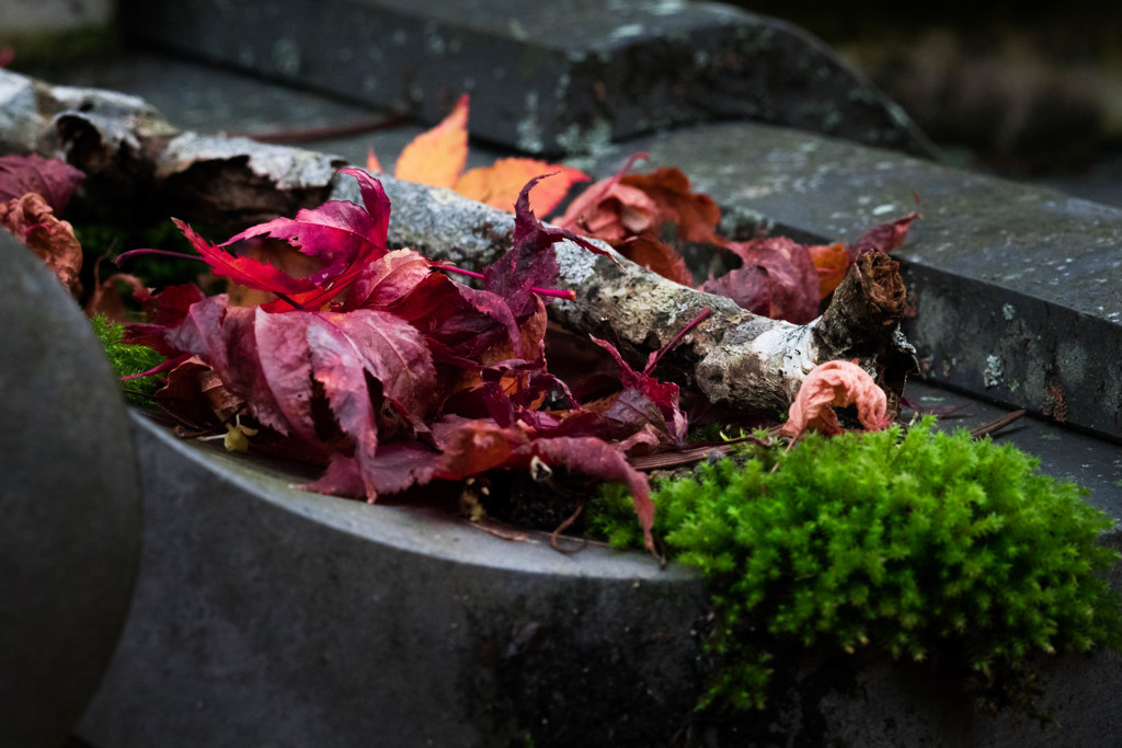 門瓦の紅葉