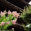 清水寺周辺15