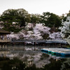 浮見堂と桜1