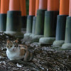 猫と鳥居