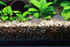 YAO_0775
