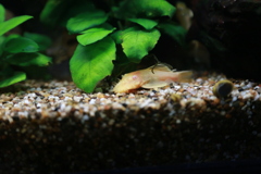 YAO_0772