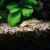 YAO_0772