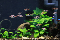 魚缸