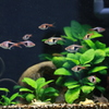 魚缸