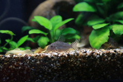 YAO_0767