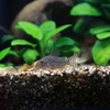 YAO_0767