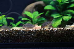 YAO_0766