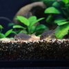 YAO_0766