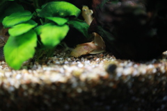 YAO_0771