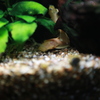 YAO_0771
