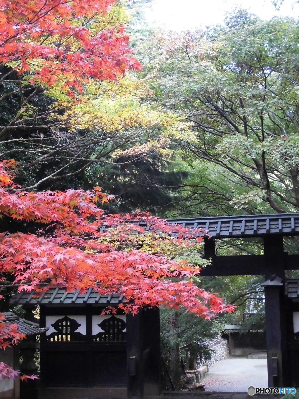 不許紅葉出山門