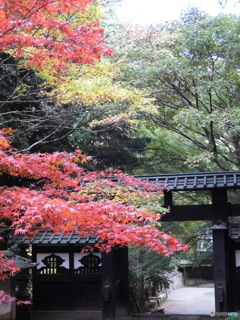 不許紅葉出山門