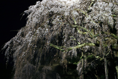 長興山枝垂桜