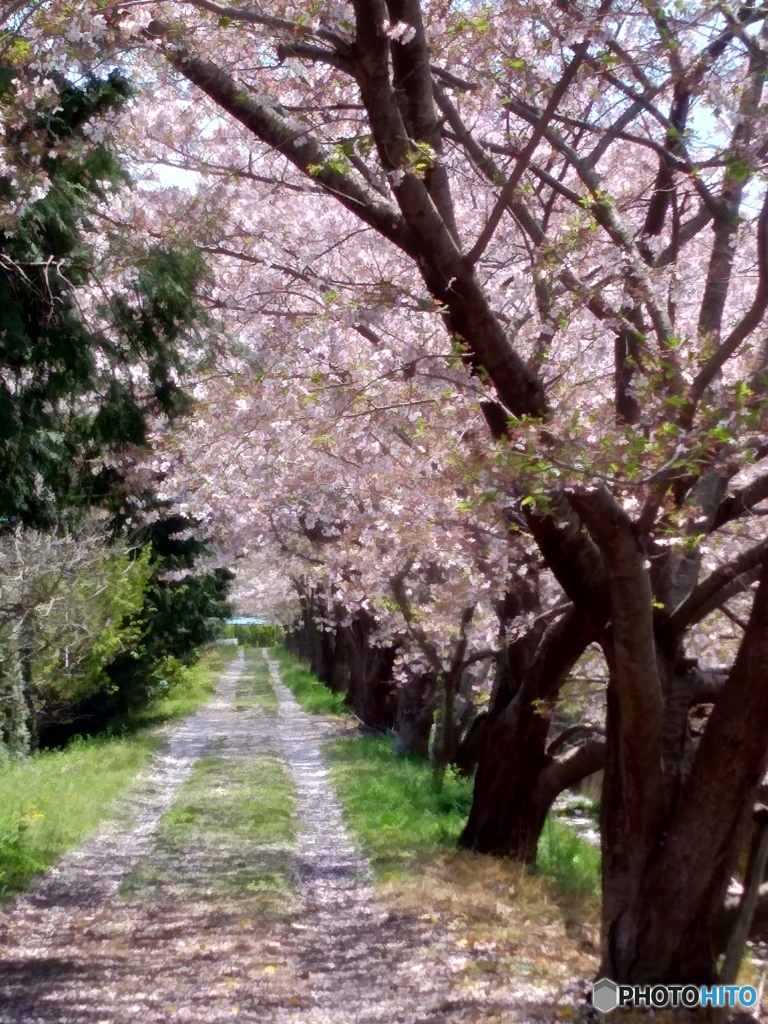 桜小径