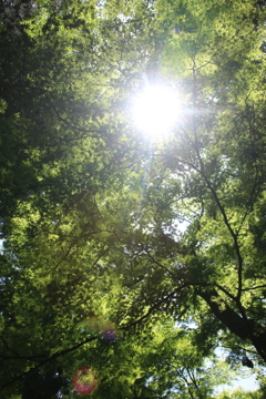 新緑の木洩れ陽