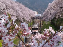 桜波とＪＲ御殿場線