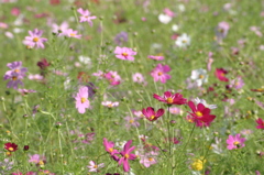 秋桜