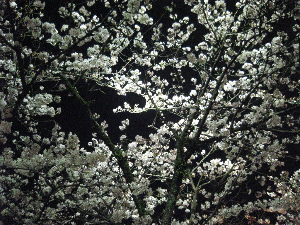 夜桜