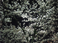 夜桜