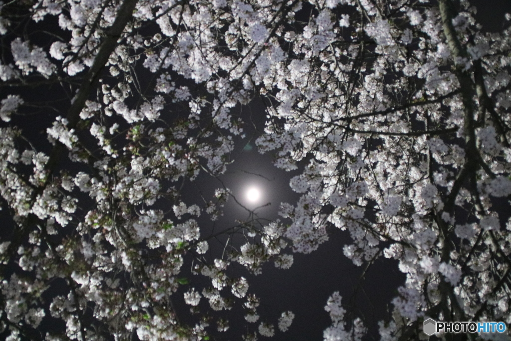月と夜桜