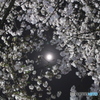 月と夜桜