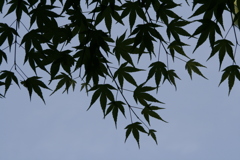 黒の紅葉