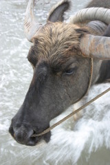水牛は海を歩く