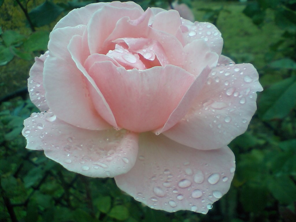 薔薇に降る雨