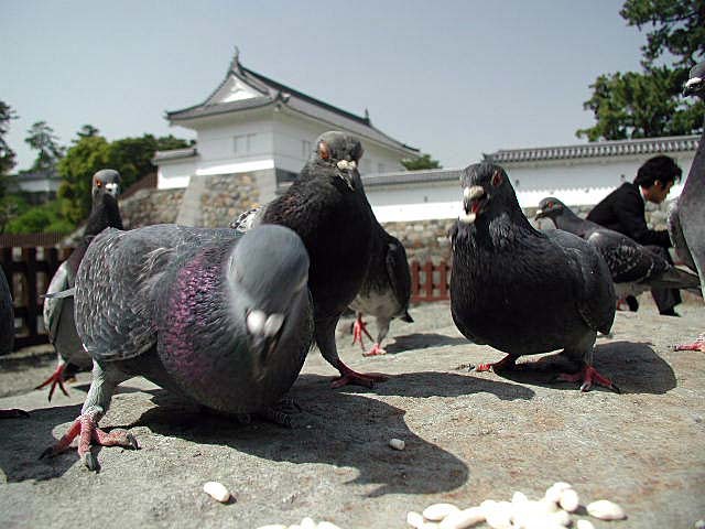 鳩っつーのはよぅ、エサがありゃあカメラなんてカンケーねーんだぜ。