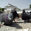 鳩っつーのはよぅ、エサがありゃあカメラなんてカンケーねーんだぜ。