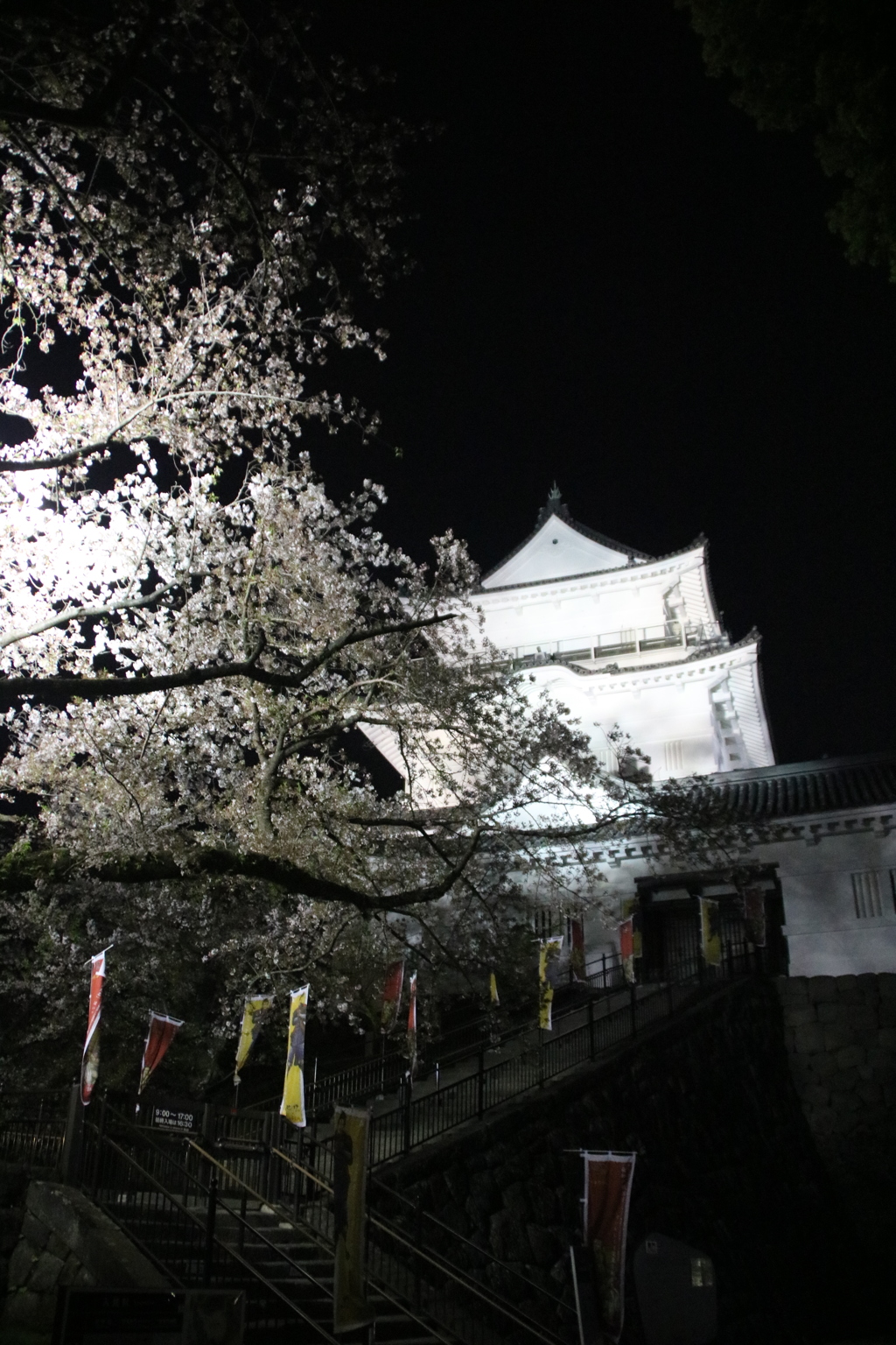 夜桜の小田原城