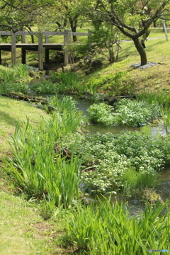 小川のある風景