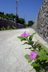 竹富の道