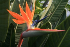 熱帯植物園の鳥モドキ